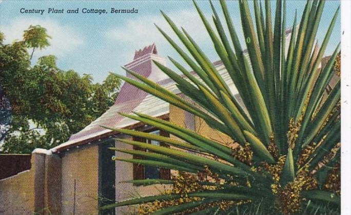 Bermuda Century Plant and Cottage