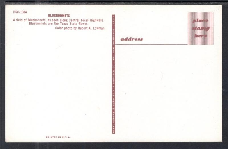 Bluebonnets Flowers BIN