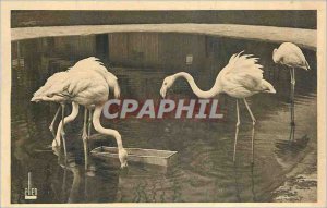 Old Postcard Zoo, Bois de Vincennes The flamingos in lake
