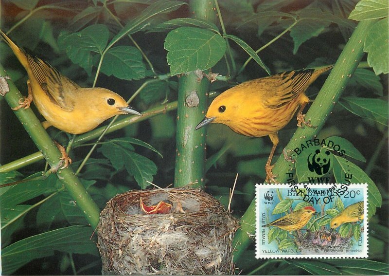 WWF Fauna maximum card Barbados Yellow Warbler family Postkarte