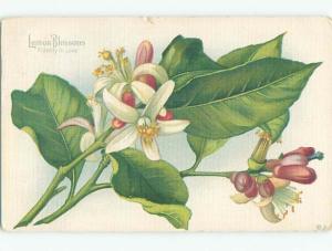 Divided-Back BEAUTIFUL FLOWERS SCENE Great Postcard AA2716
