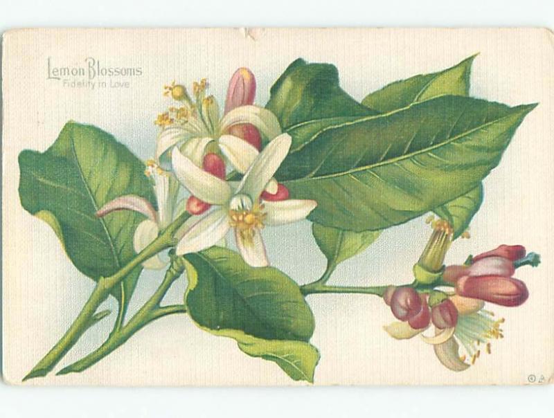 Divided-Back BEAUTIFUL FLOWERS SCENE Great Postcard AA2716