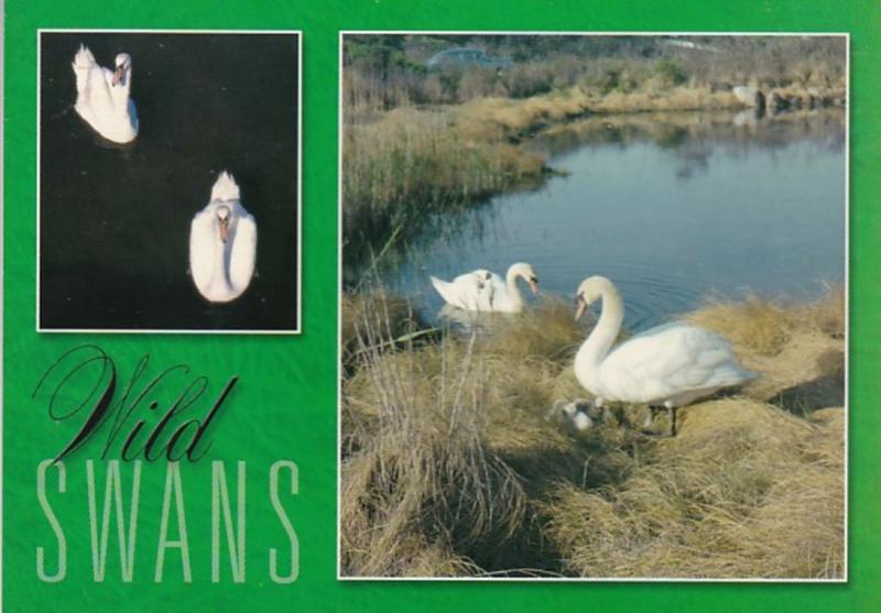 Birds Wild Swans In Southern New England