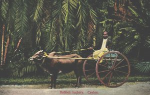 Sri Lanka Ceylon Bullock Hackery Vintage Postcard 03.69