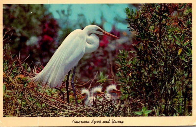 Florida Everglades National Park American Egret and Young 1967