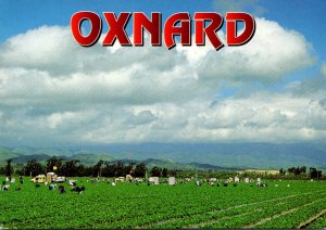 California Oxnard Agricultural Field Farming