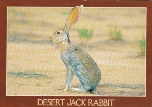 The Desert Jack Rabbit