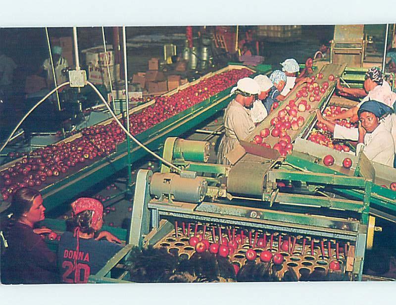 Unused Pre-1980 PACKING APPLES AT WAREHOUSE Perry & Fort Valley GA c6725-12