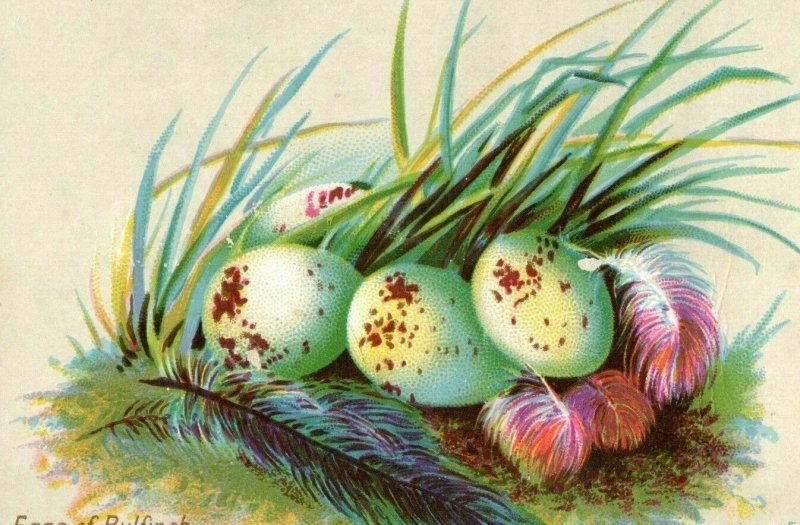 Victorian Trade Card of Bulfinch Eggs in Grass Feathers Beautiful Speckled P49 