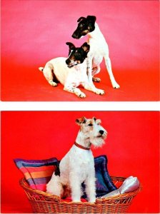 2~Vintage Dog Postcards  Purebred FOX TERRIERS & Purebred WIRE-HAIRED TERRIER