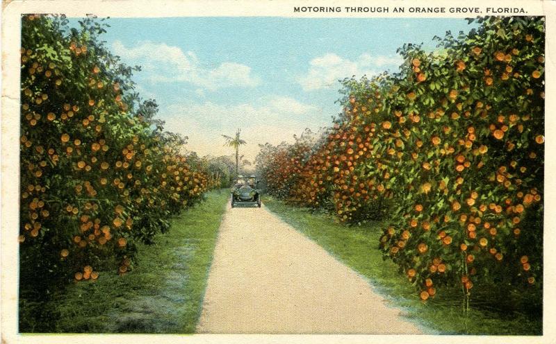 FL - Orange Grove