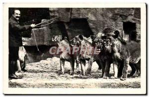 Old Postcard Zoo Zoo, Bois de Vincennes Paris A group of lions in front of th...