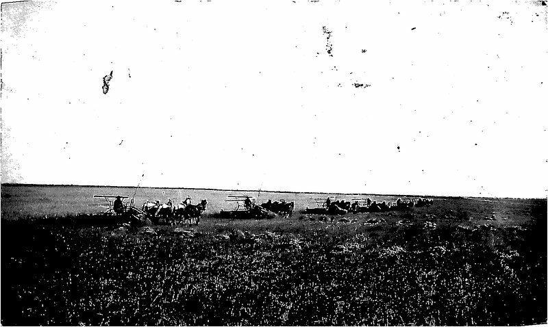 C-1910 Farm Agriculture Wheat Harvest Horse drawn Postcard RPPC 13647