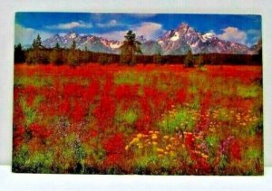 A Carpet of Wildflowers Grand Teton National Park Wyoming Vintage Postcard  