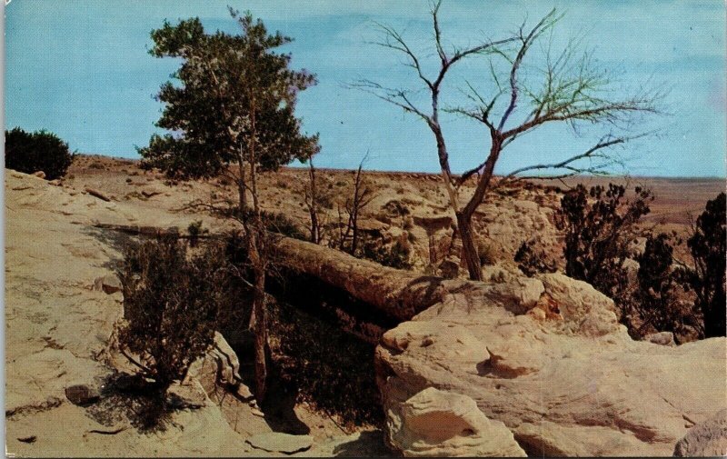 Agate Bridge Trail Petrified Forest Arizona AZ Land View Postcard UNP 