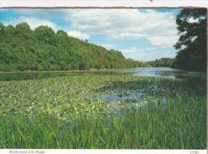 Wales Bosherston Lily Ponds