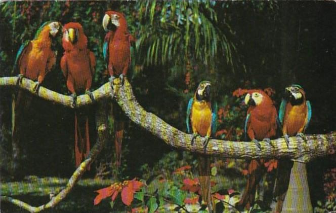 Florida Miami Colorful Macaws Parrot Jungle Red Road 1962