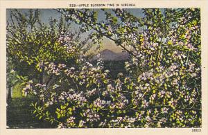 Apple Blossom Time In Virginia