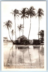 Hawaii HI Postcard RPPC Photo Palms And Rice Fields Hawaiian Islands Farming