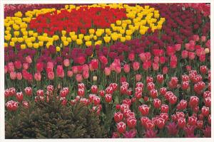 Tulips At Roozengaarde Division Of Washington Bulb Company Mount Vernon Washi...