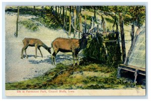 c1910's Elk In Fairmount Park Council Bluffs Iowa IA Unposted Antique Postcard