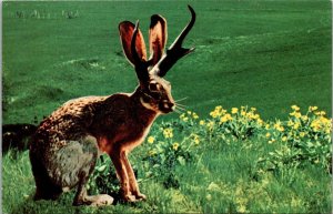 Animal Humour The Fabulous Jackalope