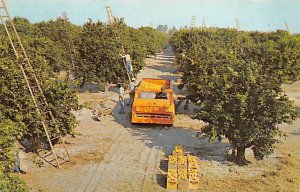 Harvesting seen in Florida orange groves Florida, USA Florida Oranges Writing...