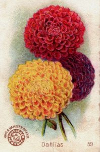 1880s-90s Arm & Hammer Beautiful Flowers Dahlias No.59 F111