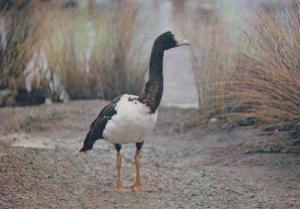 The Wildfowl Trust Magpie Goose Australian Bird Postcard