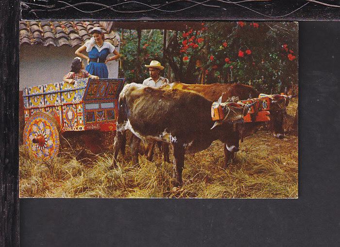 Ox Cart,Costa Rica Postcard 