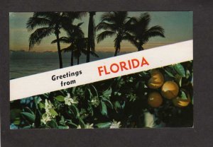 FL Greetings From Florida Postcard Oranges Palm Trees Sunset Night View