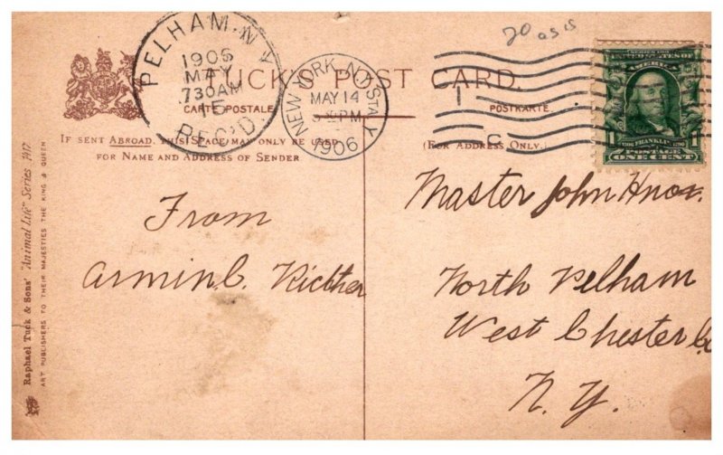 Dog ,  King Charles Spaniels