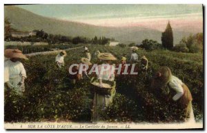 Old Postcard Collection Jasmine Cote d & # 39Azur