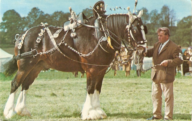 Shire horse in harness at a show Nice vintage English postcard