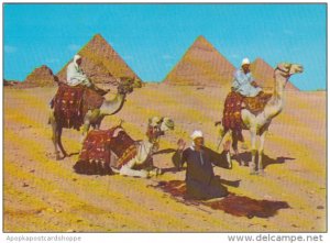 Egypt Giza Arab Camel Riders In Front Of The Pyramids