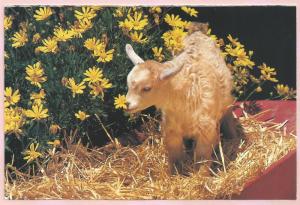 Domestic Goat Kid postcard