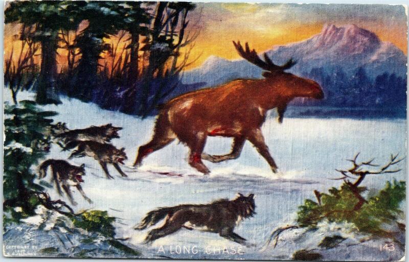 postcard A Long Chase - Moose being hunted by wolves Posted 1909