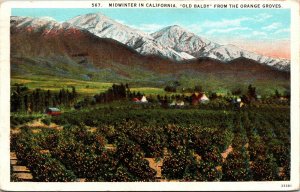 Midwinter California Old Baldy Orange Groves Postcard WB PM Redondo Beach CA WOB 