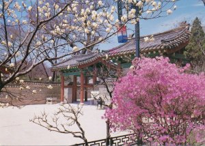 Spring View of a Secret Garden - Magnolias - Korea - pm 1991