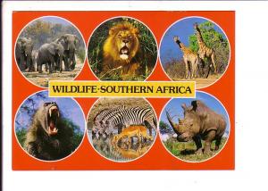 Wildlife, Southern Africa, Elephants, Lion, Giraffe, Baboon, Zebra, Impala, Rhin