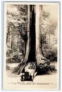 1928 Stanley Park Big Hallow Tree Vancouver BC Canada Posted RPPC Photo Postcard