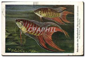 Postcard Old Fish Fish Makropode oder Paradiesfisch Macropolus Viridi auratus