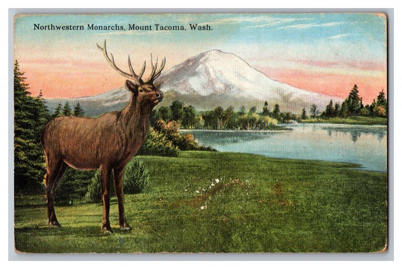 Postcard WA Northwestern Monarchs Mount Tacoma Washington Stag Deer