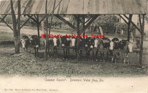 PA, Delaware Water Gap, Pennsylvania, Mules & Donkeys, 1907 PM,Moore, Gibson Pub