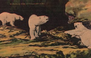 Vintage Postcard White Polar Bears Animals Cincinnati Zoo Ohio Kraemer Art Pub.