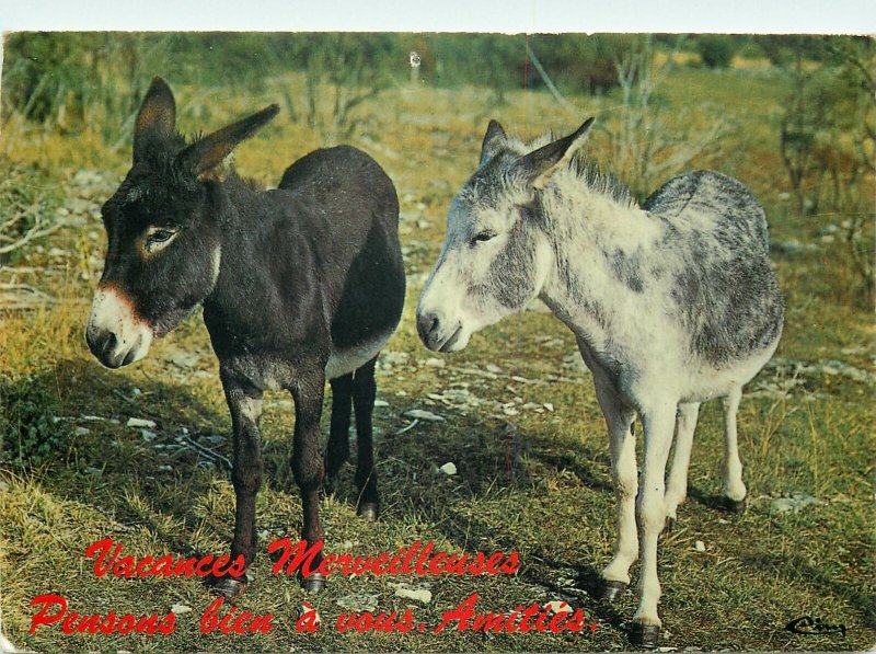 Donkeys Animaux Humoristiques Postcard