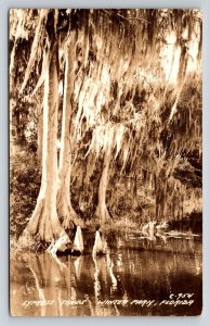 1942 Winter Park Florida Cypress Trees Real Photo Postcard RPPC Spanish Moss