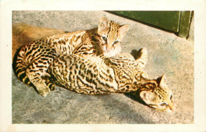 Vintage Big Cat Postcard; Ocelot Kittens, Animal Color Series from San Diego Zoo