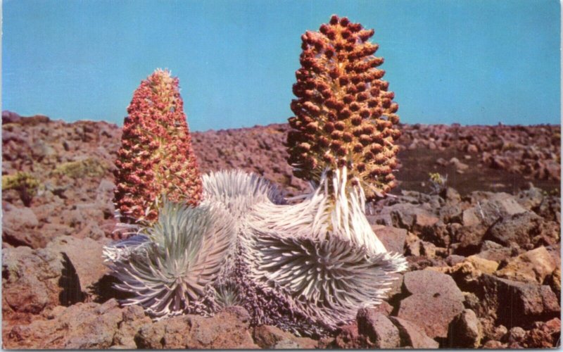 Postcard Hawaii - Silversword - Maui