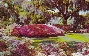 A Scene From One Of The Many Beautiful Azaled Gardens Charleston South Caroli...